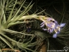 Tillandsia bergeri spécimen #1 inflorescence