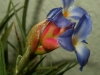Tillandsia bergeri (très probablement un hybride) spécimen #3 inflorescence