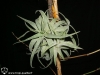 Tillandsia cacticola spécimen #1 (forme presque acaule, avec des grandes feuilles)
