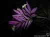 Tillandsia cacticola spécimen #1 (forme presque acaule, avec des grandes feuilles) inflorescence