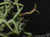 Tillandsia capillaris spécimen #11 inflorescence