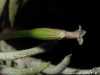 Tillandsia capillaris spécimen #8 fleur