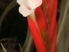 Tillandsia caulescens spécimen #1 fleur