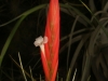 Tillandsia caulescens spécimen #1 inflorescence