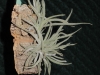 Tillandsia crocata spécimen #1 (à petites fleurs pâles)
