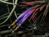 Tillandsia ionantha var. ionantha spécimen #1 fleur
