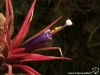 Tillandsia ionantha 'Fuego' spécimen #1 fleur