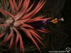 Tillandsia ionantha 'Silver' fleur