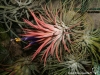 Tillandsia ionantha 'Silver' en pleine floraison