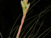 Tillandsia 'Juncifolia' inflorescence