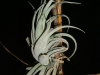 Tillandsia recurvifolia var. subsecundifolia spécimen #1 (2010)