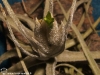 Tillandsia lepidosepala inflorescence