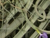 Tillandsia mallemontii inflorescence