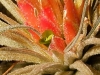Tillandsia mauryana inflorescence