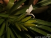 Tillandsia monadelpha inflorescence