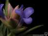 Tillandsia neglecta spécimen #2 fleur