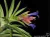 Tillandsia neglecta spécimen #2 inflorescence