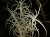 Tillandsia paleacea spécimen #1 (à grandes feuilles, parfois appelé major ou Giant form)