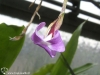 Tillandsia paleacea fleur