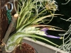 Tillandsia paucifolia spécimen #1