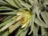 Tillandsia plagiotropica inflorescence