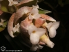 Tillandsia pohliana spécimen #1 fleur