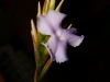 Tillandsia reichenbachii spécimen #1 fleur