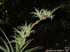Tillandsia secunda spécimen #1 (rejets sur l'inflorescence)