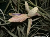 Tillandsia seleriana inflorescence