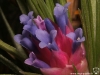 Tillandsia stricta 'Black' fleur (photo prise en hiver)
