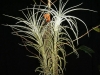 Tillandsia tectorum 'Stem' aussi appelé Caulescent form (2010)