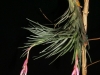 Tillandsia tenuifolia spécimen #2