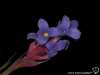 Tillandsia tenuifolia spécimen #3 fleur