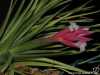 Tillandsia tenuifolia spécimen #4 inflorescence