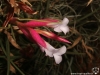 Tillandsia tenuifolia spécimen #2 fleurs (claires, presque blanches)