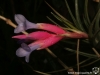 Tillandsia tenuifolia var. saxicola inflorescence