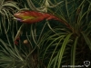 Tillandsia tricolor spécimen #1 (2012)