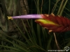 Tillandsia tricolor spécimen #1 fleur