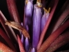 Tillandsia 'Victoria' (T. ionantha x T. brachycaulos) fleur