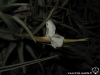 Tillandsia xiphioides inflorescence