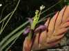 Tillandsia barclayana fleur