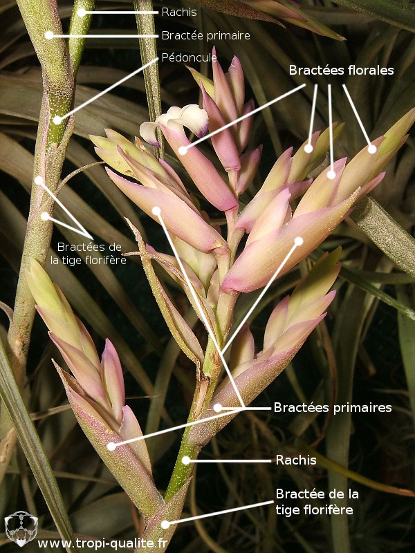 Description botanique des Tillandsia - Tropi’Qualité