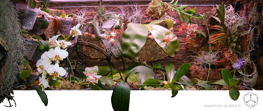 Cultiver les Phalaenopsis - Tropi'Qualité