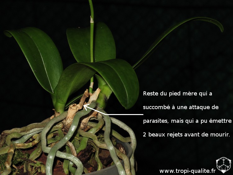 Cultiver les Phalaenopsis - Tropi'Qualité