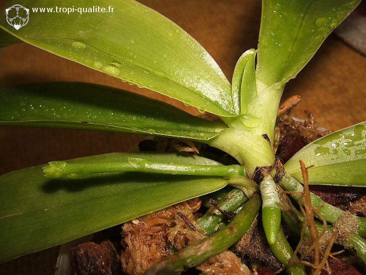 Début de floraison pour Phalaenopsis mariae - Tropi'Qualité