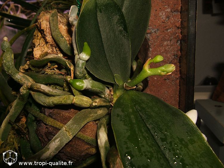 Floraison du jour : Phalaenopsis lobbii - Tropi'Qualité