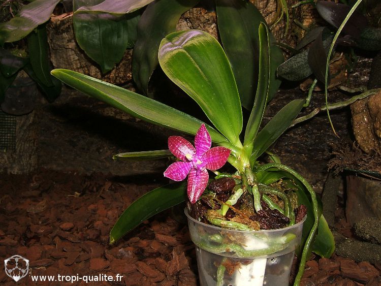 Floraison du jour : Phalaenopsis lueddemanniana - Tropi'Qualité