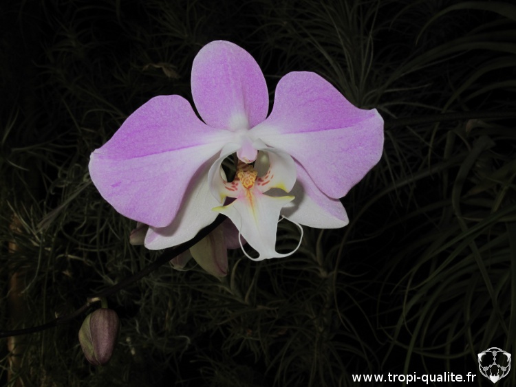 Floraison du jour : Phalaenopsis sanderiana - Tropi'Qualité